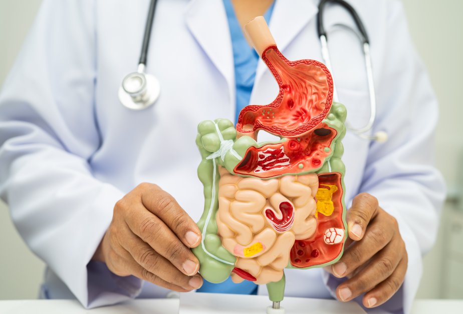 digestive-system-with-stomach-model