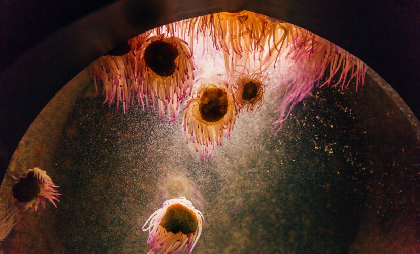 sea-anemones-in-the-aquarium