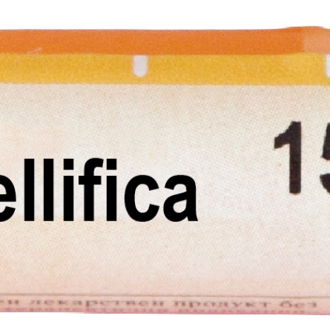 BOIRON APIS MELLIFICA 15CH